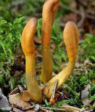 Cordyceps Sinensis