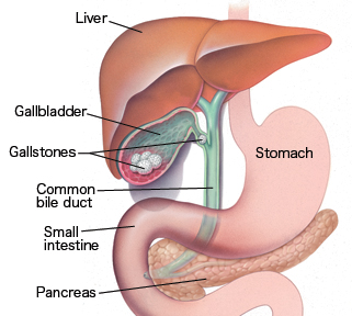 gall bladder