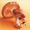 Shiitake