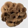 Maitake