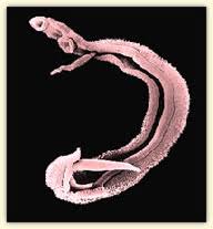 Intestinal Parasite