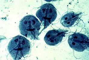 Intestinal Parasite