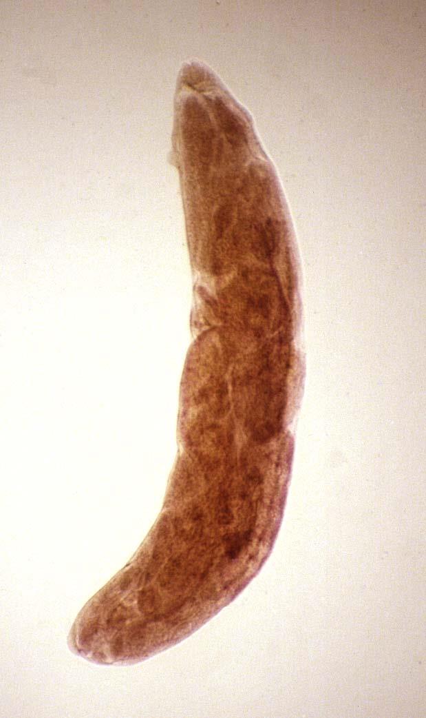 Intestinal Parasite